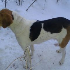 Подробнее об объявлении «Найдена собака кобель Смоленск» Фото: найдена собака  «Найдена собака кобель Смоленск» в г. Смоленск