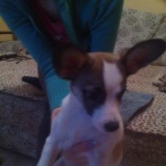 Подробнее об объявлении «Ростов-на-Дону Найдена собака» Фото: найдена собака  «Ростов-на-Дону Найдена собака» в г. Ростов-на-Дону