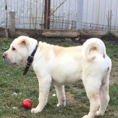 Подробнее об объявлении «Краснодар Найдена собака шарпей» Фото: найдена собака Шар-пей «Краснодар Найдена собака шарпей» в г. Краснодар