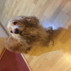 Подробнее об объявлении «Ростов-на-Дону Найдена собака кокер-спаниель» Фото: найдена собака Американский кокер-спаниель «Ростов-на-Дону Найдена собака кокер-спаниель» в г. Ростов-на-Дону