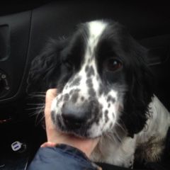 Подробнее об объявлении «Ростов-на-Дону Найдена собака кобель спаниель» Фото: найдена собака Русский охотничий спаниель «Ростов-на-Дону Найдена собака кобель спаниель» в г. Ростов-на-Дону