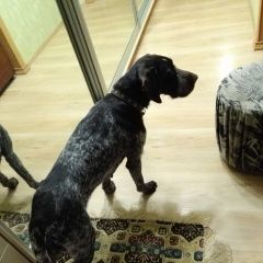 Подробнее об объявлении «Ростов-на-Дону Найдена собака дратхаар девочка» Фото: найдена собака  «Ростов-на-Дону Найдена собака дратхаар девочка» в г. Ростов-на-Дону