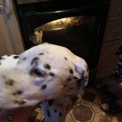 Подробнее об объявлении «Найдена собака кобель долмотинец мальчик Новокузнецк» Фото: найдена собака Далматин «Найдена собака кобель долмотинец мальчик...» в г. Новокузнецк