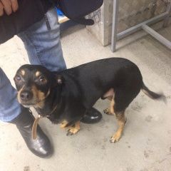 Подробнее об объявлении «Октябрьский (Московская обл.) Найдена собака кобель» Фото: найдена собака  «Октябрьский (Московская обл.) Найдена собака...» в г. Октябрьский (Московская обл.)