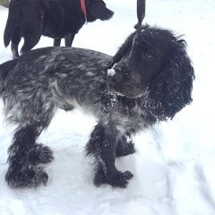 Подробнее об объявлении «Найдена собака кобель 29.01 русский спаниель московская област Дмитров» Фото: найдена собака Русский охотничий спаниель «Найдена собака кобель 29.01 русский спаниель...» в г. Дмитров