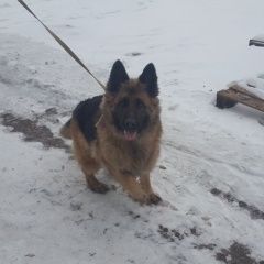 Подробнее об объявлении «Найдена собака немецкая овчарка Кольчугино» Фото: найдена собака Немецкая овчарка «Найдена собака немецкая овчарка Кольчугино» в г. Кольчугино