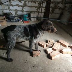 Подробнее об объявлении «Мичуринск Найдена собака кобель дратхаара» Фото: найдена собака Дратхаар «Мичуринск Найдена собака кобель дратхаара» в г. Мичуринск