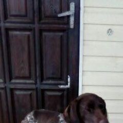 Подробнее об объявлении «Абинск Найдена собака девочка курцхаар» Фото: найдена собака Курцхаар «Абинск Найдена собака девочка курцхаар» в г. Абинск