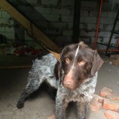 Подробнее об объявлении «Липецк Найдена собака кобель дратхаар» Фото: найдена собака Дратхаар «Липецк Найдена собака кобель дратхаар» в г. Липецк