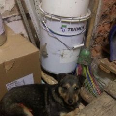 Подробнее об объявлении «Красноярск Найдена собака кобель» Фото: найдена собака  «Красноярск Найдена собака кобель» в г. Красноярск