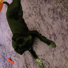 Подробнее об объявлении «Найдена собака кобель 30.01.2018 на пл.комсомольскач Нижний Новгород» Фото: найдена собака Лабрадор ретривер «Найдена собака кобель 30.01.2018 на...» в г. Нижний Новгород