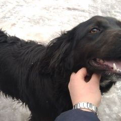 Подробнее об объявлении «Ростов-на-Дону Найдена собака кобель 22.01 черный спаниель первомайский р-н» Фото: найдена собака Русский охотничий спаниель «Ростов-на-Дону Найдена собака кобель 22.01...» в г. Ростов-на-Дону