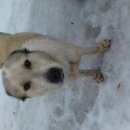 Подробнее об объявлении «Найдена собака среднеазиатская овчарка Конаково» Фото: найдена собака Среднеазиатская овчарка «Найдена собака среднеазиатская овчарка Конаково» в г. Конаково