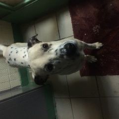 Подробнее об объявлении «Зеленоград Найдена собака кобель» Фото: найдена собака Далматин «Зеленоград Найдена собака кобель» в г. Зеленоград