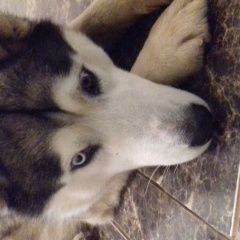 Подробнее об объявлении «Ростов-на-Дону Найдена собака кобель» Фото: найдена собака  «Ростов-на-Дону Найдена собака кобель» в г. Ростов-на-Дону