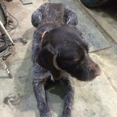 Подробнее об объявлении «Найдена собака кобель дратхаар Набережные Челны» Фото: найдена собака Дратхаар «Найдена собака кобель дратхаар Набережные Челны» в г. Набережные Челны