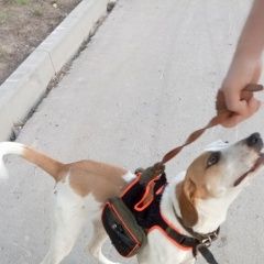 Подробнее об объявлении «Найдена собака Москва» Фото: найдена собака  «Найдена собака Москва» в г. Москва