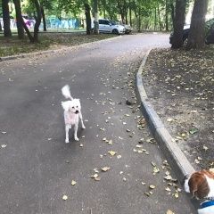 Подробнее об объявлении «Найдена собака кобель замечена собака Москва» Фото: найдена собака Китайская хохлатая собака «Найдена собака кобель замечена собака Москва» в г. Москва