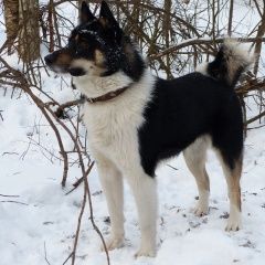 Подробнее об объявлении «Найдена собака кобель лайка восточно-сибирская Орехово-Зуево» Фото: найдена собака  «Найдена собака кобель лайка восточно-сибирская...» в г. Орехово-Зуево