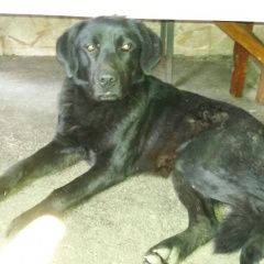 Подробнее об объявлении «Владикавказ Найдена собака кобель лабрадор» Фото: найдена собака Лабрадор ретривер «Владикавказ Найдена собака кобель лабрадор» в г. Владикавказ