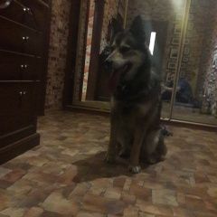 Подробнее об объявлении «Липецк Найдена собака кобель» Фото: найдена собака  «Липецк Найдена собака кобель» в г. Липецк