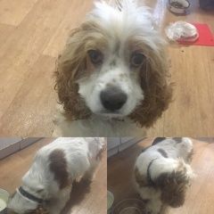 Подробнее об объявлении «Найдена собака кобель спаниель, кобель Ульяновск» Фото: найдена собака  «Найдена собака кобель спаниель, кобель Ульяновск» в г. Ульяновск