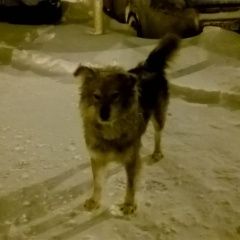 Подробнее об объявлении «Найдена собака кобель молодой кобель на тайнинской Мытищи» Фото: найдена собака  «Найдена собака кобель молодой кобель на...» в г. Мытищи