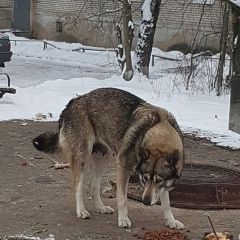 Подробнее об объявлении «Найдена собака западно сибирская лайка Красногорск» Фото: найдена собака Западно-сибирская лайка «Найдена собака западно сибирская лайка Красногорск» в г. Красногорск