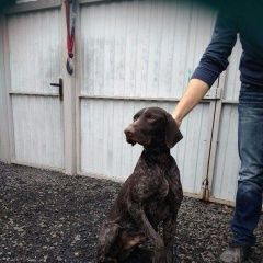 Подробнее об объявлении «Шахты Найдена собака кобель курцхаара» Фото: найдена собака Курцхаар «Шахты Найдена собака кобель курцхаара» в г. Шахты