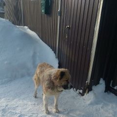 Подробнее об объявлении «Найдена собака Дмитров» Фото: найдена собака Среднеазиатская овчарка «Найдена собака Дмитров» в г. Дмитров