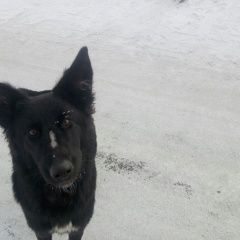 Подробнее об объявлении «Магнитогорск Найдена собака, сука» Фото: найдена собака  «Магнитогорск Найдена собака, сука» в г. Магнитогорск