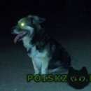 Подробнее об объявлении «Воронеж Найдена собака» Фото: найдена собака  «Воронеж Найдена собака» в г. Воронеж