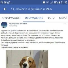 Подробнее об объявлении «Найдена собака кобель Пушкино» Фото: найдена собака Бигль «Найдена собака кобель Пушкино» в г. Пушкино