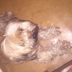 Подробнее об объявлении «Найдена собака кобель Электросталь» Фото: найдена собака  «Найдена собака кобель Электросталь» в г. Электросталь