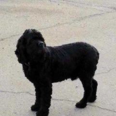 Подробнее об объявлении «Найдена собака кобель 3.10 чёрный кокер спаниель глебово Орехово-Зуево» Фото: найдена собака Американский кокер-спаниель «Найдена собака кобель 3.10 чёрный кокер...» в г. Орехово-Зуево
