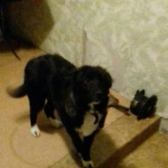 Подробнее об объявлении «Найдена собака Нижний Новгород» Фото: найдена собака  «Найдена собака Нижний Новгород» в г. Нижний Новгород