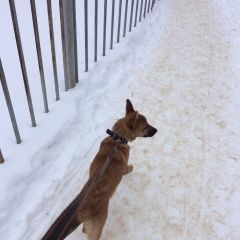 Подробнее об объявлении «Рыбинск Найдена собака» Фото: найдена собака  «Рыбинск Найдена собака» в г. Рыбинск