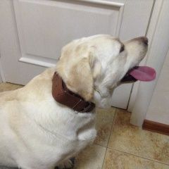 Подробнее об объявлении «Найдена собака Нижний Новгород» Фото: найдена собака Лабрадор ретривер «Найдена собака Нижний Новгород» в г. Нижний Новгород