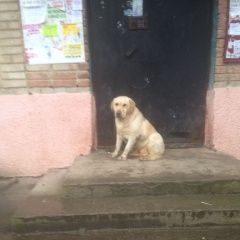 Подробнее об объявлении «Ростов-на-Дону Найдена собака кобель лабрадор кобель» Фото: найдена собака Лабрадор ретривер «Ростов-на-Дону Найдена собака кобель лабрадор...» в г. Ростов-на-Дону