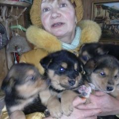 Подробнее об объявлении «Найдена собака Дмитров» Фото: найдена собака  «Найдена собака Дмитров» в г. Дмитров