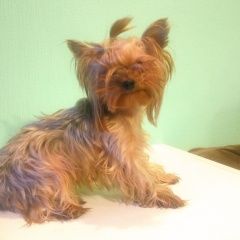 Подробнее об объявлении «Найдена собака Нижний Новгород» Фото: найдена собака Йоркширский терьер «Найдена собака Нижний Новгород» в г. Нижний Новгород