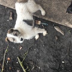 Подробнее об объявлении «Найдена собака кобель ст спутник Ставрополь» Фото: найдена собака  «Найдена собака кобель ст спутник Ставрополь» в г. Ставрополь