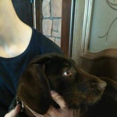 Подробнее об объявлении «Найдена собака щенок дратхаара Дмитров» Фото: найдена собака Дратхаар «Найдена собака щенок дратхаара Дмитров» в г. Дмитров