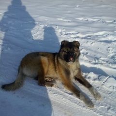 Подробнее об объявлении «Найдена собака Улан-Удэ» Фото: найдена собака  «Найдена собака Улан-Удэ» в г. Улан-Удэ