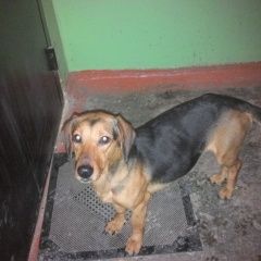 Подробнее об объявлении «Найдена собака Нижний Новгород» Фото: найдена собака  «Найдена собака Нижний Новгород» в г. Нижний Новгород