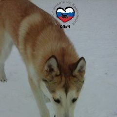 Подробнее об объявлении «Красноярск Найдена собака лайка» Фото: найдена собака  «Красноярск Найдена собака лайка» в г. Красноярск