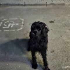 Подробнее об объявлении «Найдена собака была замечена собака Краснодар» Фото: найдена собака  «Найдена собака была замечена собака Краснодар» в г. Краснодар