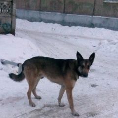 Подробнее об объявлении «Ангарск Найдена собака» Фото: найдена собака  «Ангарск Найдена собака» в г. Ангарск