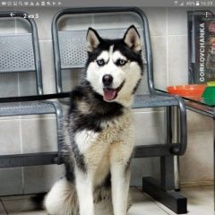 Подробнее об объявлении «Найдена собака девочка хаски Нижний Новгород» Фото: найдена собака Сибирская хаски «Найдена собака девочка хаски Нижний Новгород» в г. Нижний Новгород