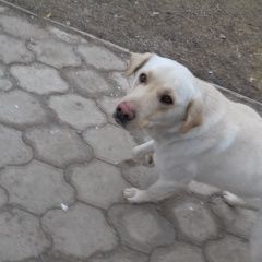 Подробнее об объявлении «Найдена собака кобель лабрадор Камызяк» Фото: найдена собака Лабрадор ретривер «Найдена собака кобель лабрадор Камызяк» в г. Камызяк